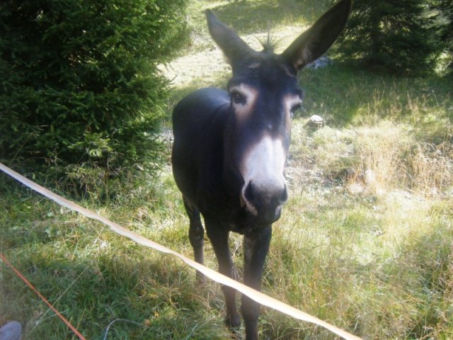 Pellegrinaggio "Nel Santuario delle Dolomiti" - 2011 - Attorno al Pelmo