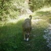 Pellegrinaggio "Nel Santuario delle Dolomiti" - 2011 - Attorno al Pelmo